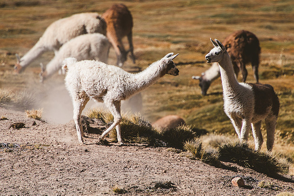Peru_0241