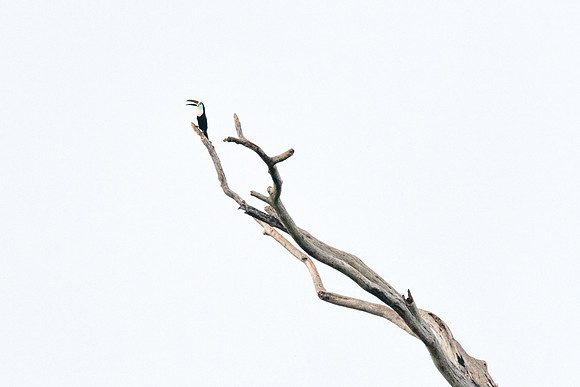 Peru_0811
