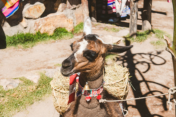Peru_0206