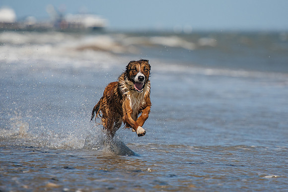 Mallen_photo_002