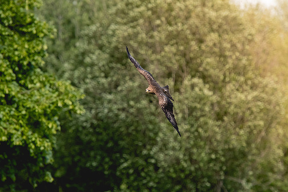 MA7_7938-20