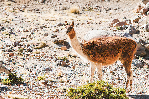 Peru_0245