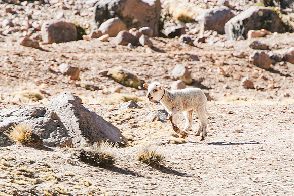 Peru_0238