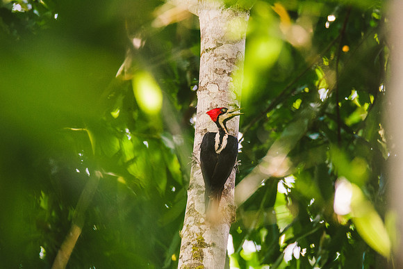 Peru_0978