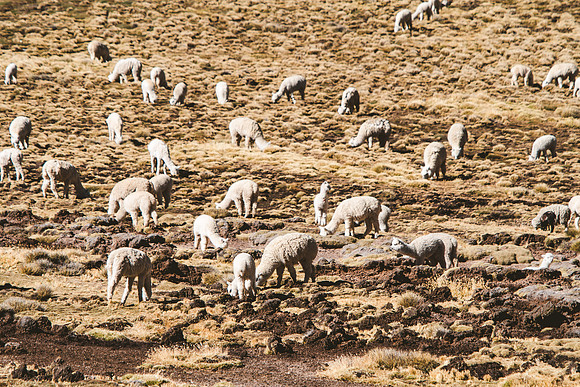 Peru_0244
