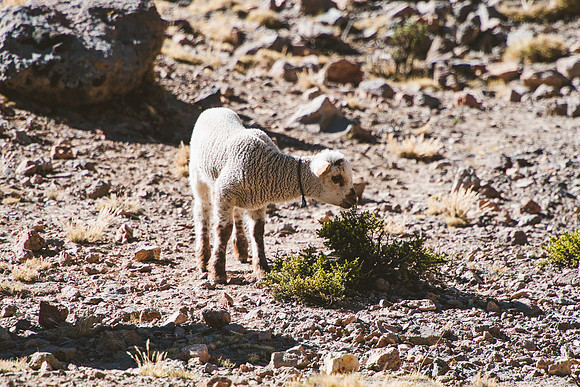 Peru_0246