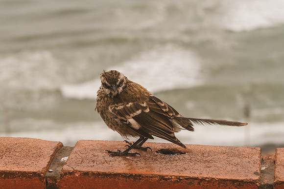 Peru_0003