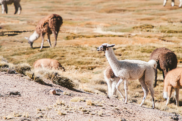Peru_0243