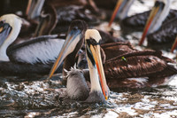 Peru_0018