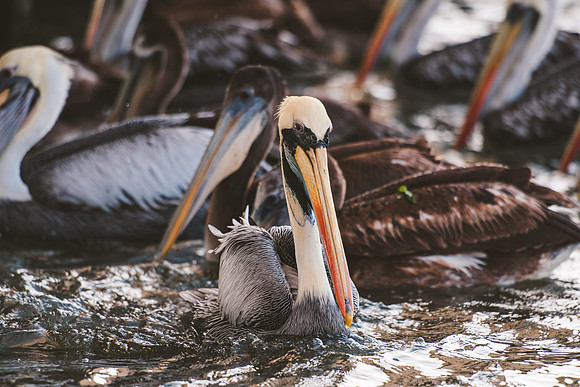 Peru_0018