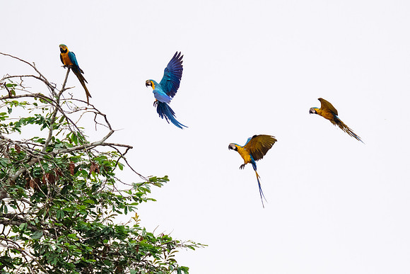 Peru_0841