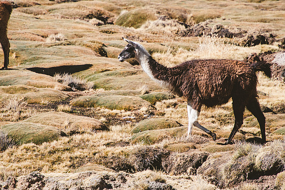 Peru_0242