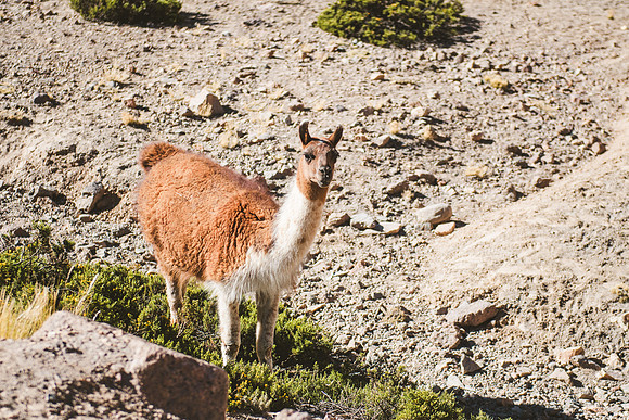 Peru_0250