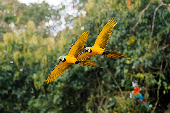 Peru_1018