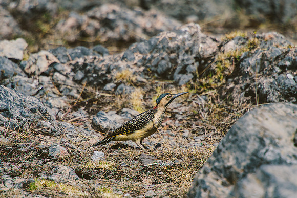 Peru_0448