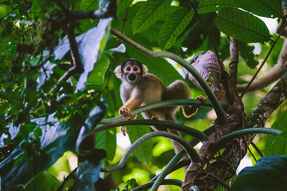 Peru_0982