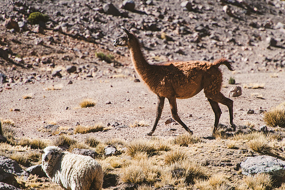 Peru_0240