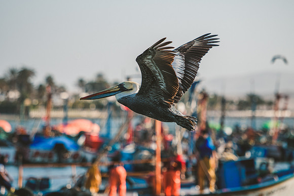 Peru_0024