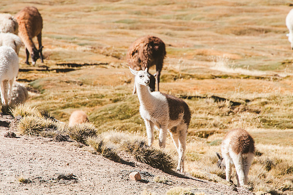 Peru_0239
