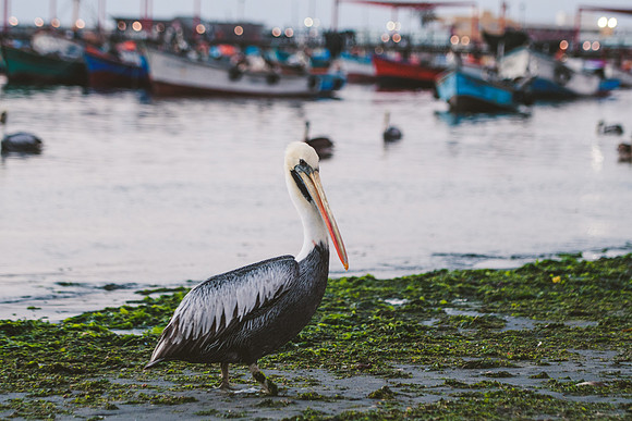 Peru_0035